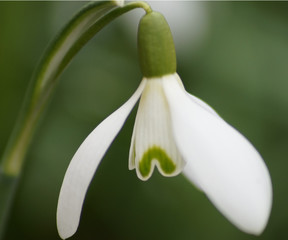 Schneegl&ouml;ckchen