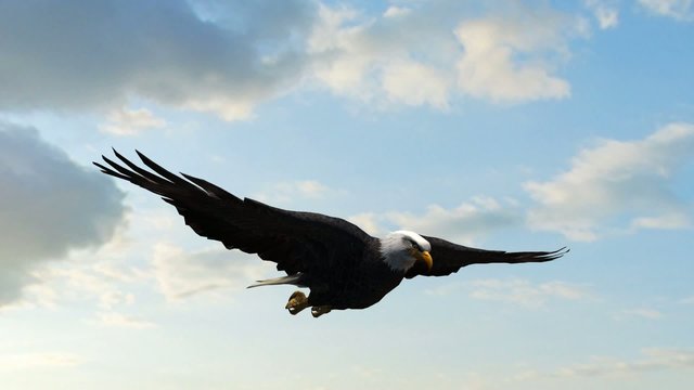Bald Eagle Flight Close-Up tracking shot