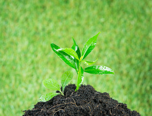 Young small new life green plant