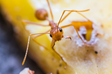 Red weaver ant