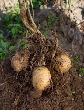 dug out potatoes