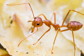 Red weaver ant