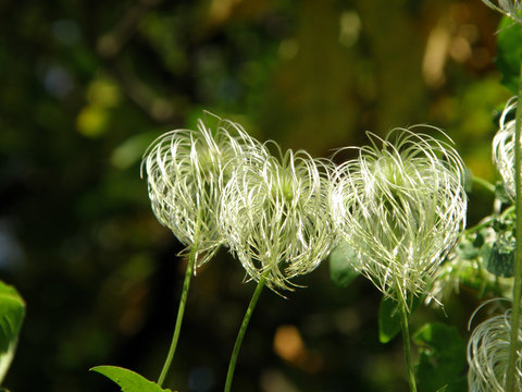 “Hairy Flowers” Images – Browse 56 Stock Photos, Vectors, and Video