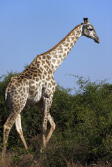 A Giraffe - Botswana