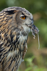 European Eagle Owl (Buba bubo)