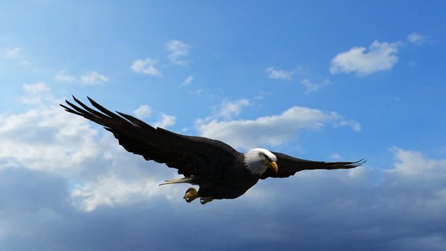 Bald Eagle Flight Close-Up tracking shot