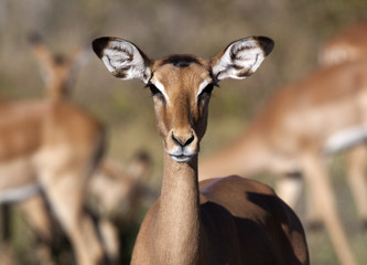 Female Impala - Botswana