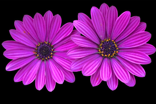 Asteraceae , purple daisies on black