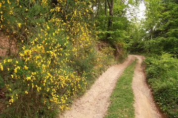 camino