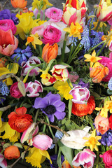 Colorful spring flowers