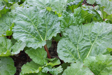 Naklejka premium Rhubarb