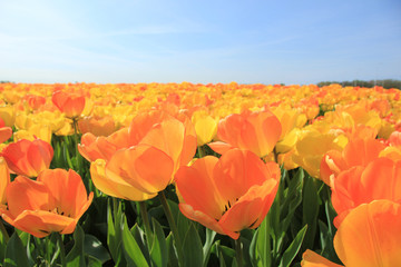 Yellow and orange tulips