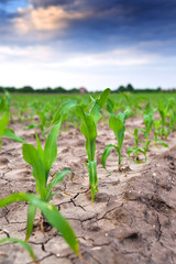 Fototapeta na wymiar Young green corn in agricultural field