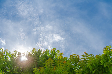 Obraz premium Nature scene in the morning