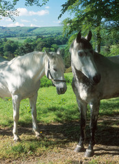 Couple of horses