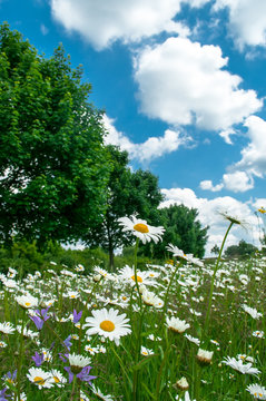 Margeritenwiese