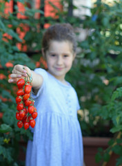 ripe red tomatoes collected in the garden on the terrace of a be