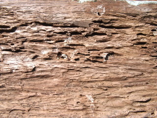 Wood damage from termite bite