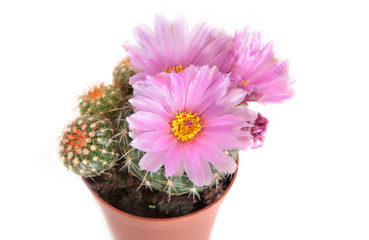 pink cactus flowers close up