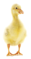 little gosling isolated