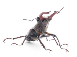 bugs (Oryctes Nasicornis)