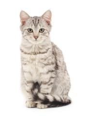 Kitten on a white background