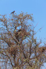 Crows on a tree