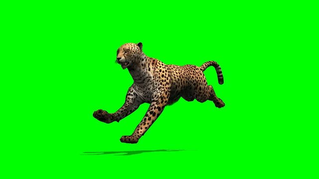 Cheetah runs -  on green screen