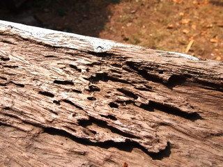 wooden damage by termite