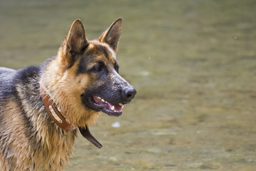 German Shepherd portrait