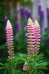lupine flowers