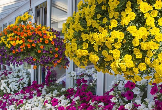 Blumenampeln auf Terrasse