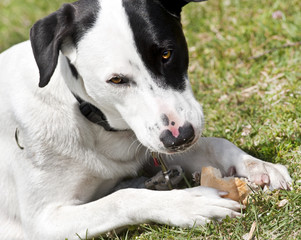 CANE BIANCO E NERO CHE MANGIA UN PANINO