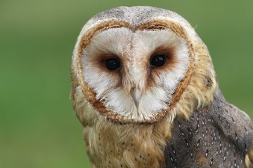 The Barn Owl (Tyto alba) - portrait.
