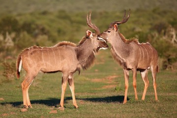 Naklejka na ściany i meble Kudu Antelope Meeting