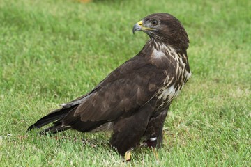 Fototapeta premium Common Buzzard on the grass