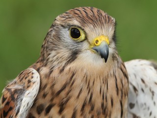 The Common Kestrel (Falco tinnunculus)-portrait