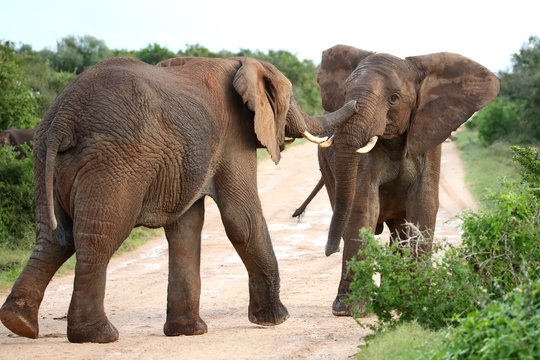 African Elephant Aggression