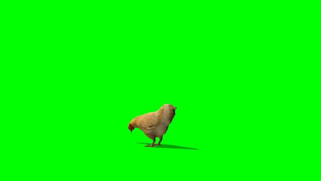 brown chicken eats - green screen