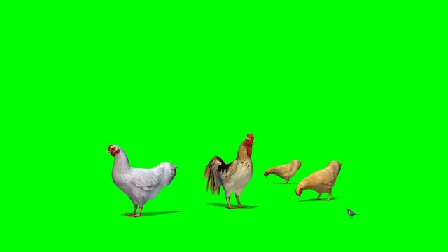 chicken with rooster and a sparrow -  green screen
