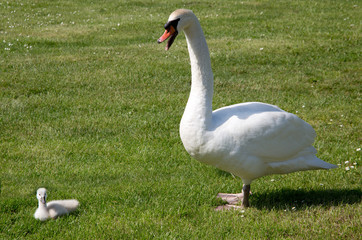 Schwan mit Kind