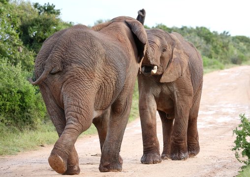 African Elephant Aggression