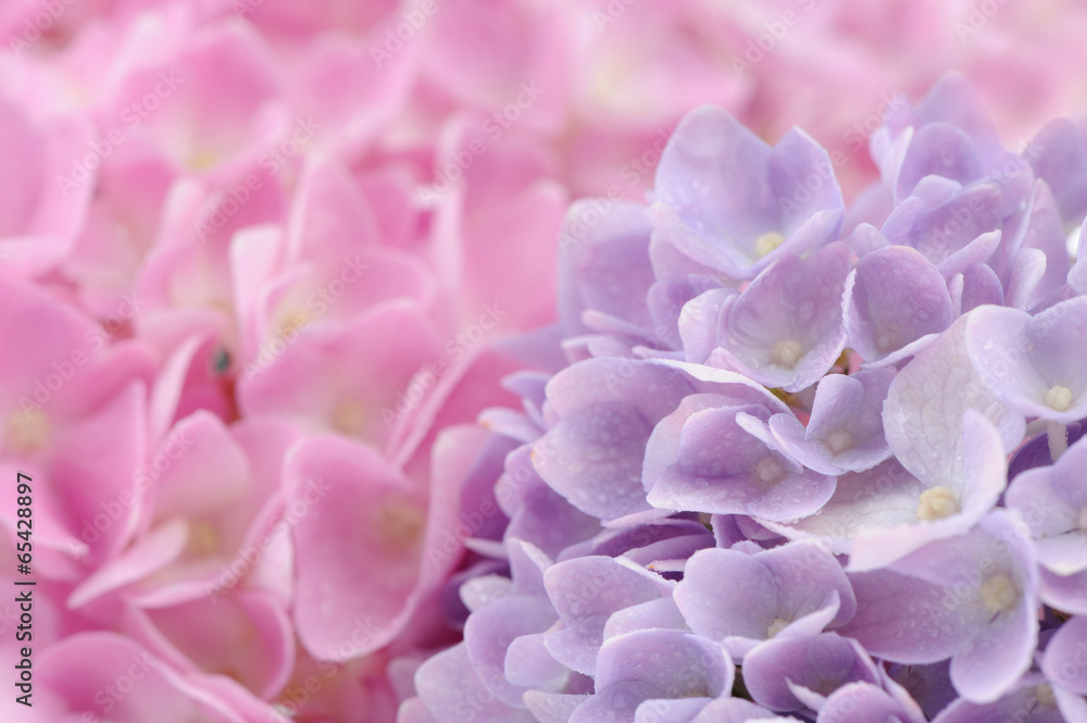 Wall mural beautiful pink and purple hydrangea flowers with water drops