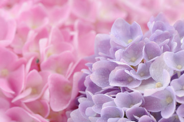 Beautiful Pink and Purple Hydrangea Flowers with Water Drops