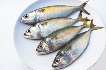 mackerel fishs