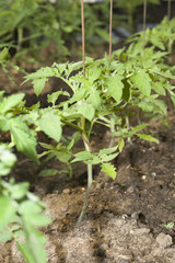 Plantation of saplings of tomatoes