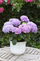 Lila Hortensie auf einem Tisch, Hochformat