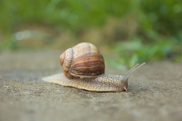 Snail travel on road