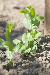 Small green pea growing in garden