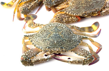 raw crab